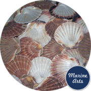 8605C - Sea Washed - Flat Scallop Shells